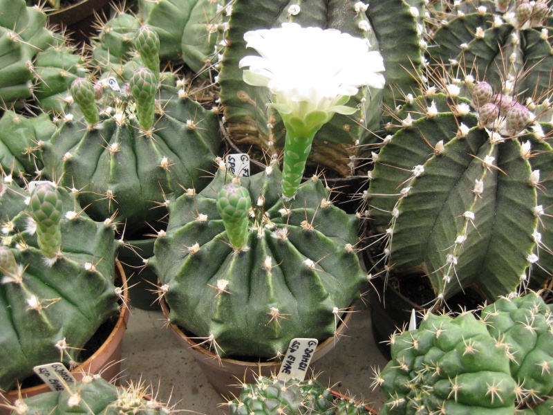 Gymnocalycium friedrichii sp. yredague Moser
